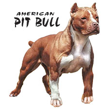 american pitt