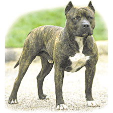 YEA DAS THE PIT DAT WILL KILL