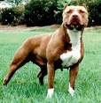 PIT BULL