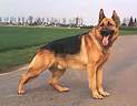 BERGER ALLEMAND