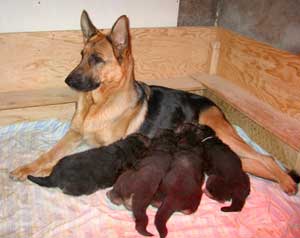 puppy's