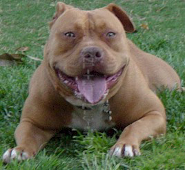PIT